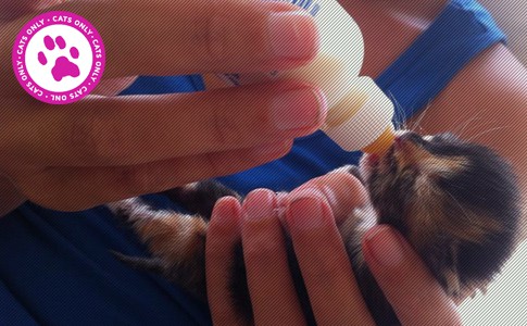 kitten rescue curacao